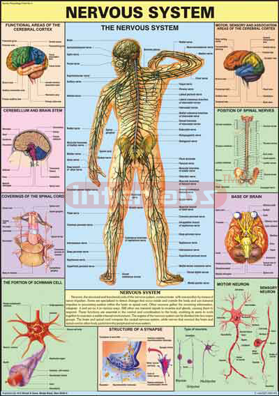 Nervous System